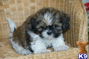 Shih Tzu Puppies for Sale